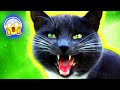 FUNNY CAT MEMES 2022 #55 #catvideo #funnycatsvideos #funnymemes