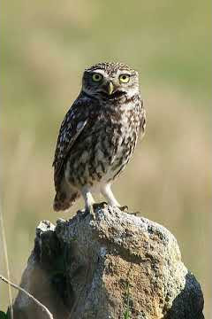 Athene noctua (Little owl) 7.Other alarming sounds of male