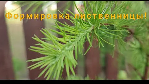 Формирование лиственницы. Плакучая форма!