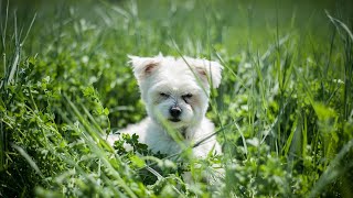 Exercising with Your Bichon Frise: Tips & Tricks!