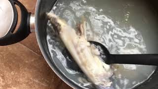 Barracuda teeth - Boiling the skull