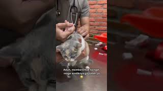 Bawa kucing ke dokter hewan untuk di vaksin