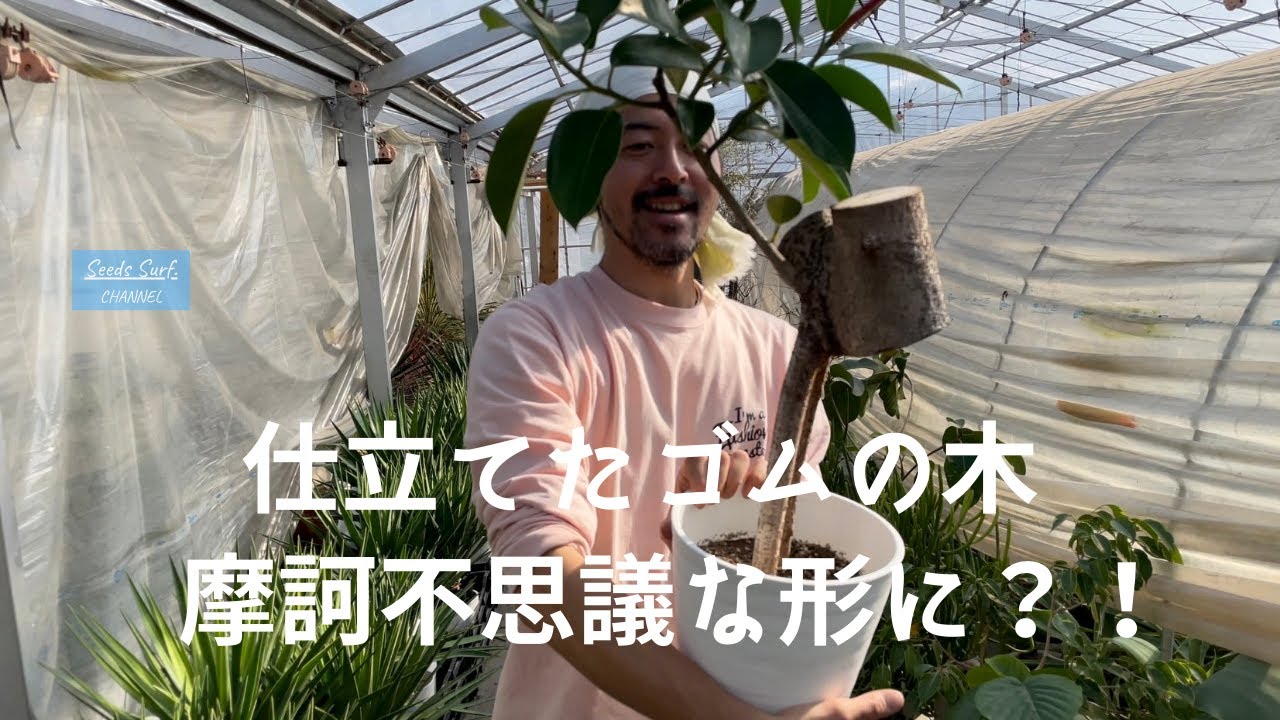 100均観葉植物 苗の選び方や園芸店との違いを解説 パキラ植替え方法 Youtube