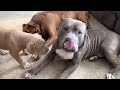 HULK meets his new puppy ❤️ Kobe gets jealous 😂❤️