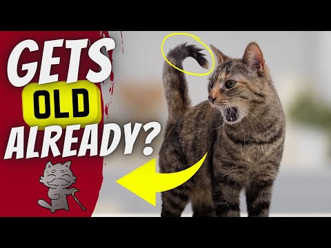 Video: Kada katės pradeda atrodyti senos?