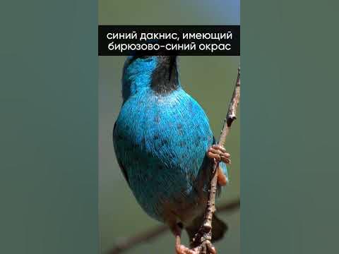 Неуловимо синие животные 🧿🧿 Самые редкие существа из всех! #shorts # ...