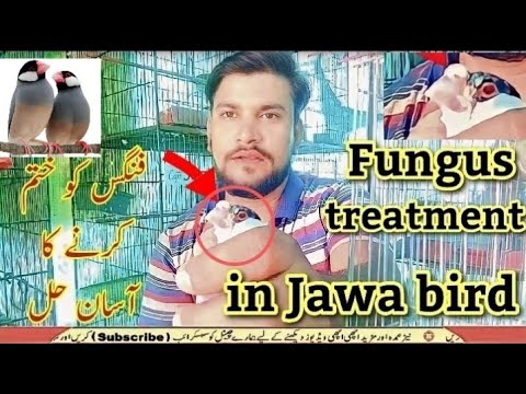 Jawa bird fungus treatment