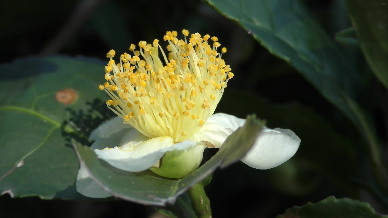 Сочи. Мацеста. Экскурсия на фабрику чая.