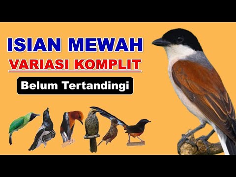 GIVE AWAY || HARGA WAMBI AHIR TAHUN CUMA RATUSAN RIBU DI KIOS LANGGENG JAYA PASAR BURUNG PRAMUKA 