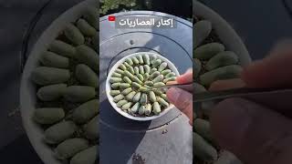 ? إكثار العصاريات ?