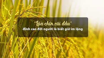 ‘Lúa chín cúi đầu" - đỉnh cao đời người là biết giữ im lặng