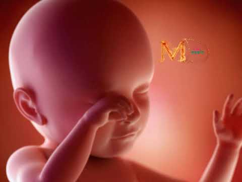 فيديو: 16 أسبوعًا من الحمل: ماذا يحدث للطفل والأم
