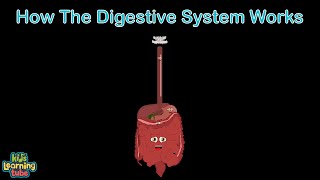 Human Body  How the Digestive System Works