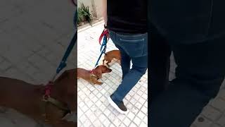 Reactividad 🐶 ante el encuentro con niños en el paseo by Adiestrados - Adiestramiento Canino 8 views 6 months ago 1 minute, 1 second