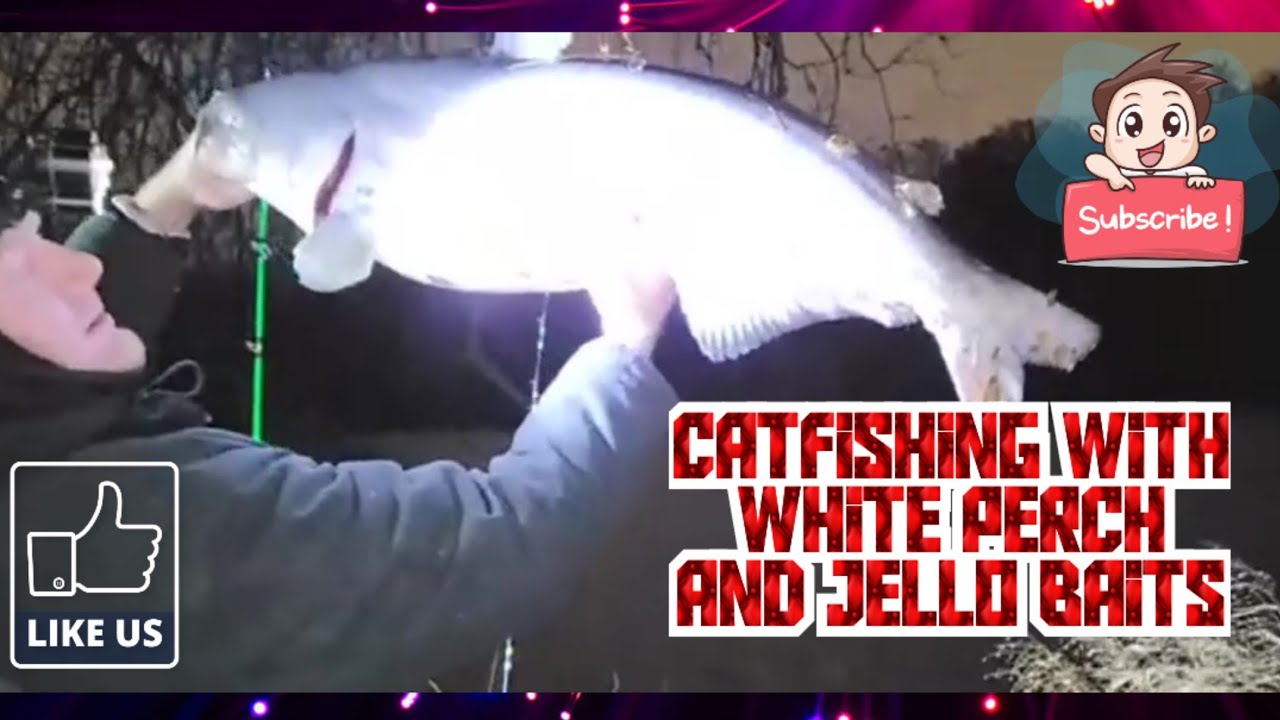 Winter Catfishing With White Perch and Jello Baits DC YouTube