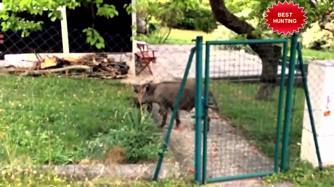 Wild Boar Attacks on People 2016 WITH [ BEST HUNTING] Real Pigs Lion