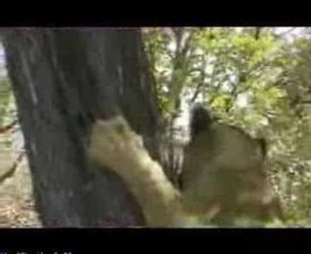 Baboon vs Lion