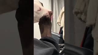 Dog Licks My Licklish Nylon Feet