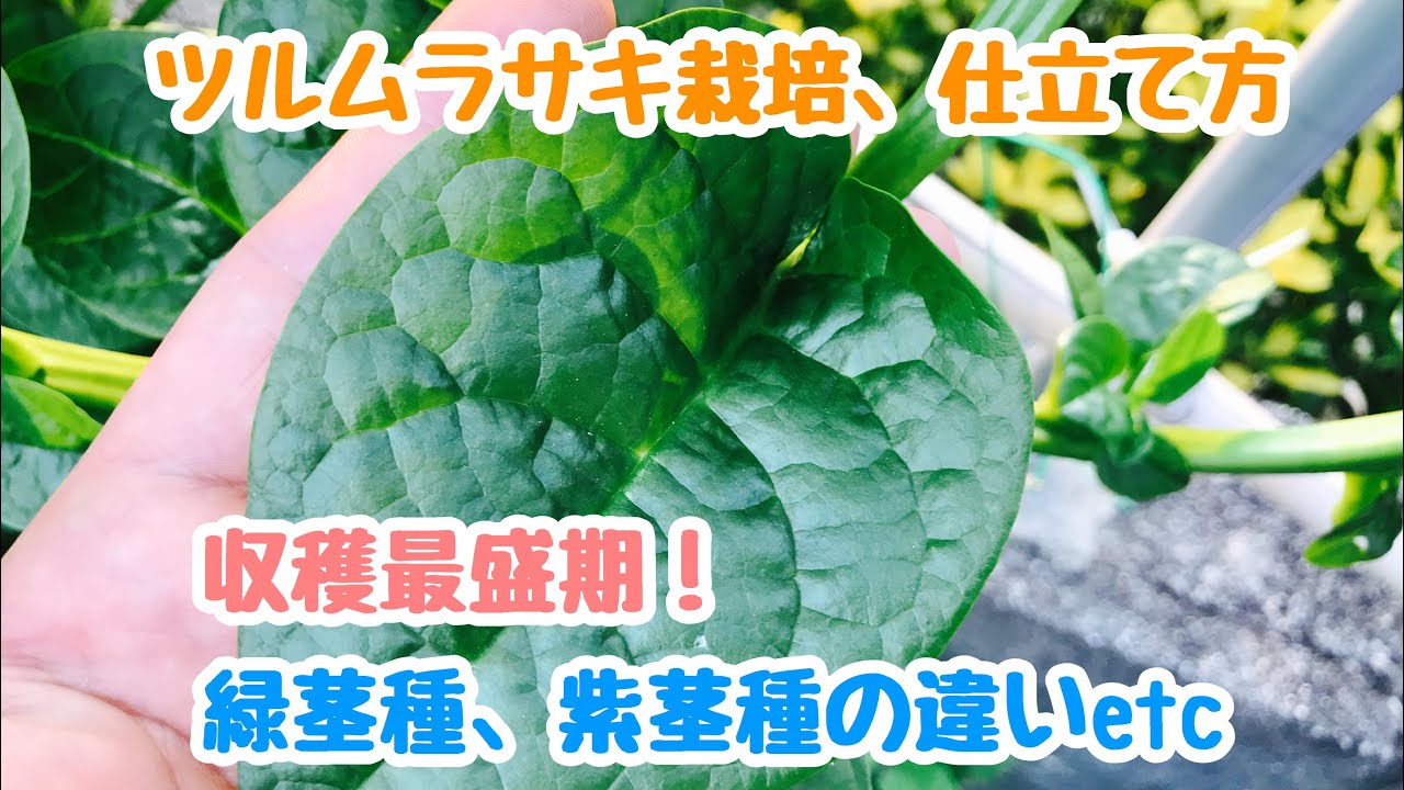 つるむらさきの上手な育て方 種まきの方法や収穫時期など気になる栽培のコツを解説 Kurashi No
