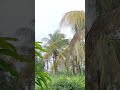 Tropical Rain and Coconut Trees#rain #tropicalrain #rainsounds #nature #ambience