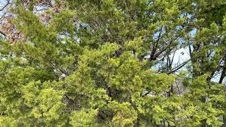 A Big Tree Moving in the Wind, Background Clip screenshot 5