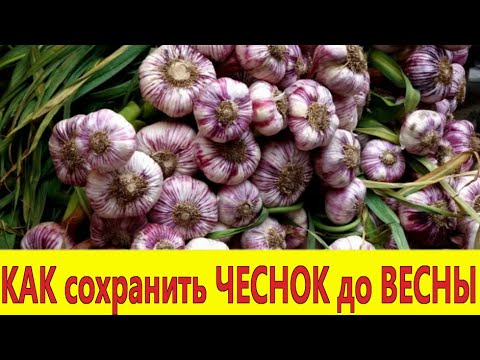 ХРАНЕНИЕ ЧЕСНОКА. Чеснок как с грядки! Как сохранить чеснок до весны.