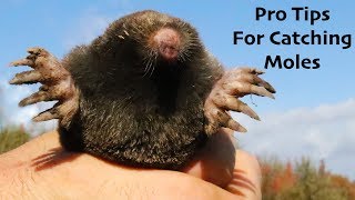 Pro Tips For Catching More Moles: Will Wild Animals Eat Moles? Mousetrap Monday