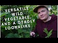 FORAGING 101: Wild Burdock, Deadly Foxglove Lookalike -- How to Spot the Difference