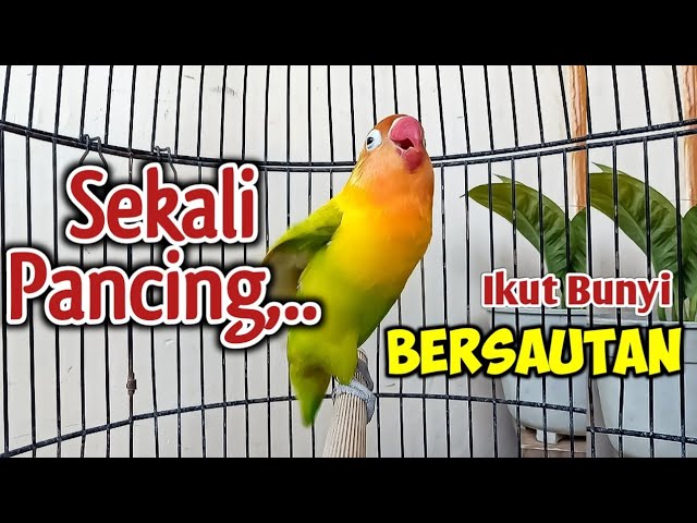 HANYA SEKALI PANCING APAPUN JENIS LOVEBIRDMU EMOSI NAIK SEKETIKA, NYAUT FIGHTER NGETIK LANJUT NGEKEK class=