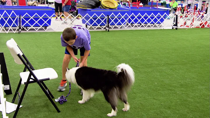 Road to Westminster (RTW):  Agility Dog Junior Han...