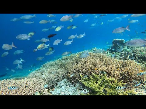Snorkeling at Yenkoranu jetty, Kri Island, Raja ampat