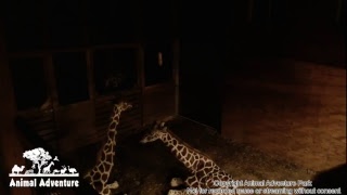 Giraffe Cam - Animal Adventure - April the Giraffe