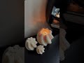 DIY spiral candle #candle#candles#candlemaking#spiral#white#candlebusiness