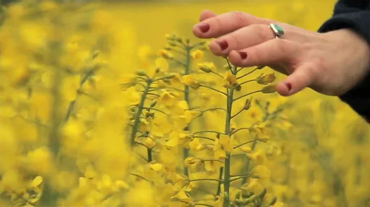 Emily Barker & The Red Clay Halo - Nostalgia