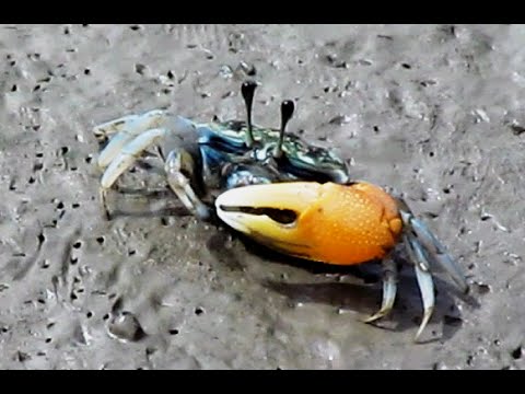 FIDDLER CRAB : A YELLOW FIDDLER CRAB SUPERFAST FEEDING BEFORE HIGH