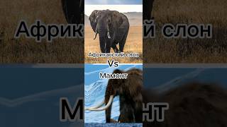 Мамонт Vs Слон #Рекомендации #Мемы #Meme #Edit #Elephant #Мамонты