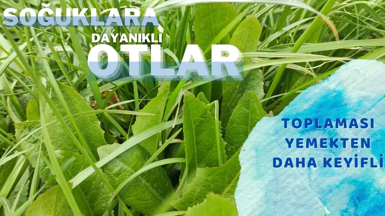 Съедобные сорняки / ЗИМНЕЕ ВЫРАЩИВАНИЕ / Озимая трава