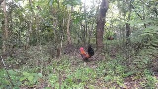 Mikat ayam hutan merah Jawa || turun perdana dengan ORI lama