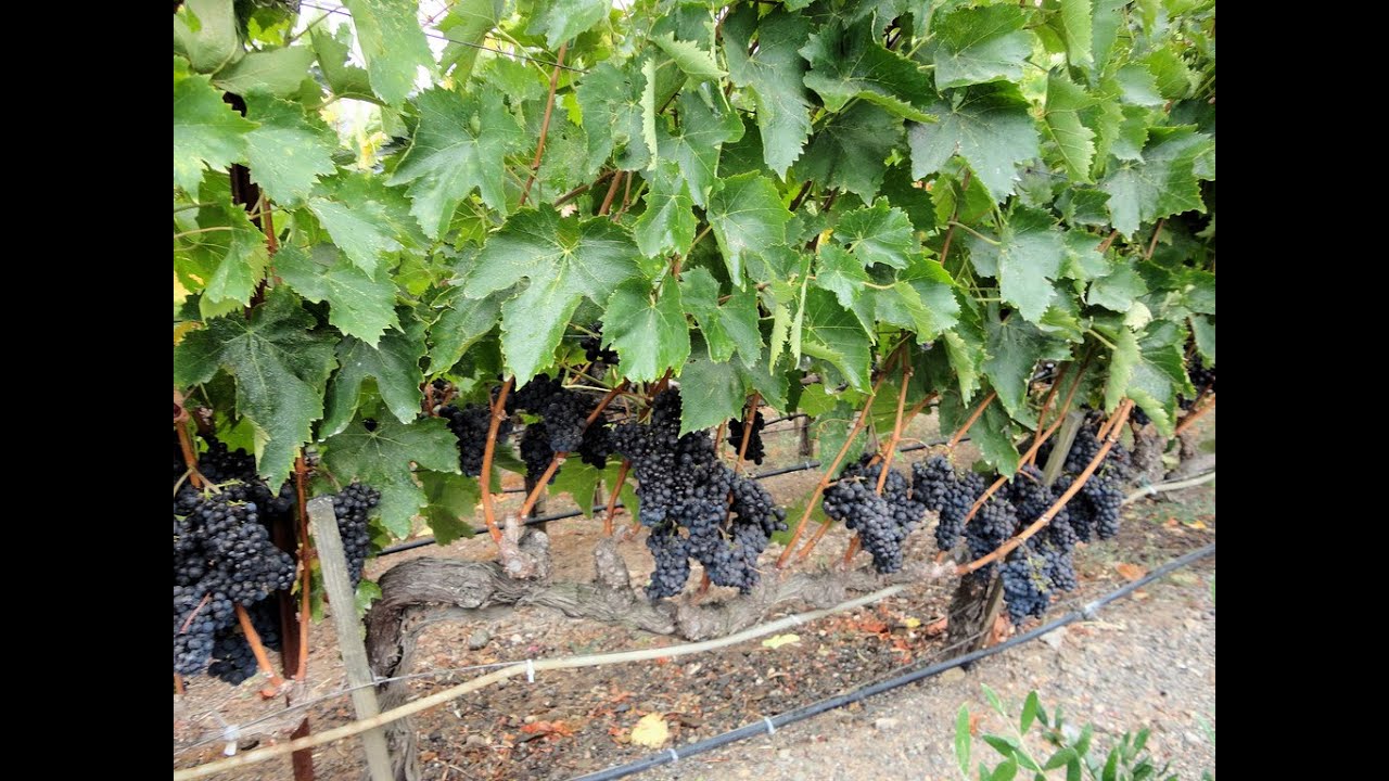 California Wine Industry Outlook YouTube