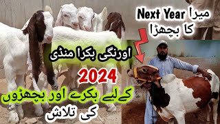 Orangi Town Bakra Mandi Me Qurbani 2024 k Bakre 2-july-2023