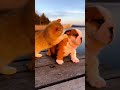 1分で!テンポよく見れる猫の可愛いとこ取り6本 #ネコとイヌ #funnyanimals #cutecats