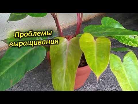 Видео: Почему желтеют листья у филодендрона?