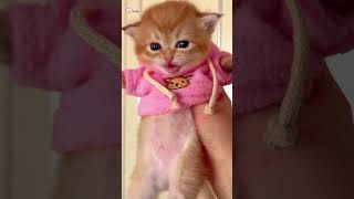 Cute Kittens❤️【106】#Shorts #Cutecat520 #Cat #Kittens #Pets