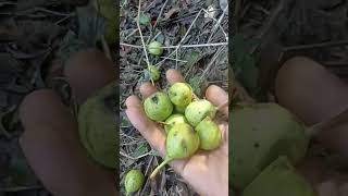 Dağlarda Alıç Armut Zamanı 🏞️ Yabani Armut