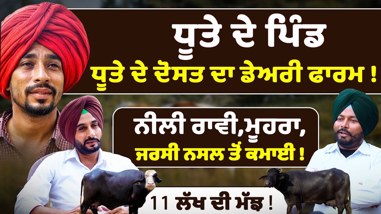 dhutta ਦੇ ਦੋਸਤ ਦਾ dairy farm ! Dhillon Dairy Breed Farm | dairy farming business | Sirlekh