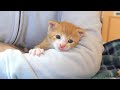 【生後17日】腕の中に入るとピタッと鳴き止む赤ちゃん猫【保護子猫】kittens love in my arms