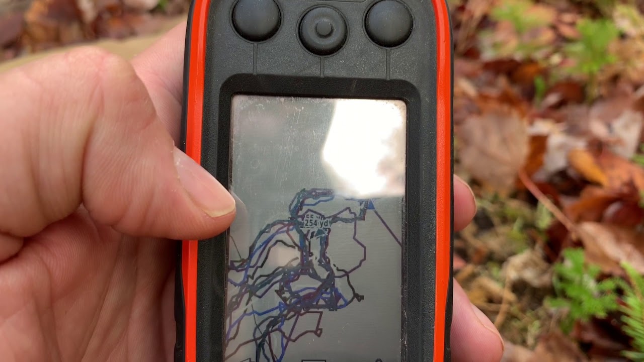 Hare hunting New Hampshire October 2020 YouTube