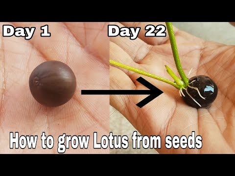 How to grow Lotus from seeds, How to grow lotus seeds How to grow Lotus from seeds, How to grow lotus seeds
