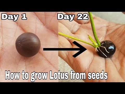 How to grow Lotus from seeds, How to grow lotus seeds