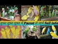 Free free parrots giveawayfull information parrot giveaway